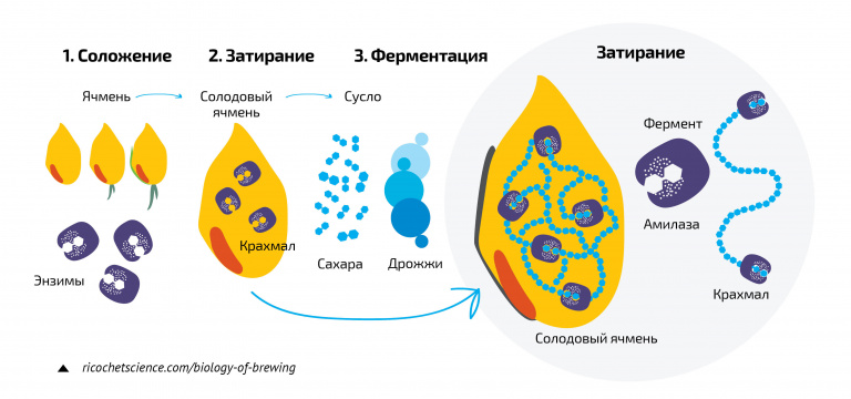 Стадии пивоварения: соложение, затирание, ферментация