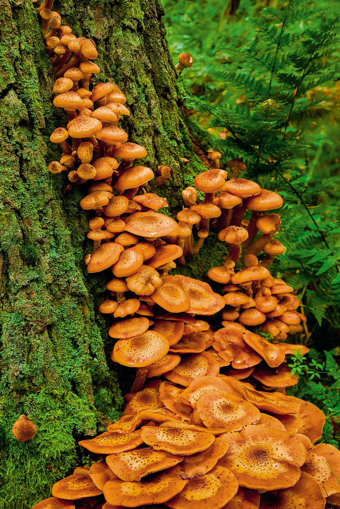 Armillaria mellea, или опенок осенний.Фото: Lisa Wood, www.flickr.com