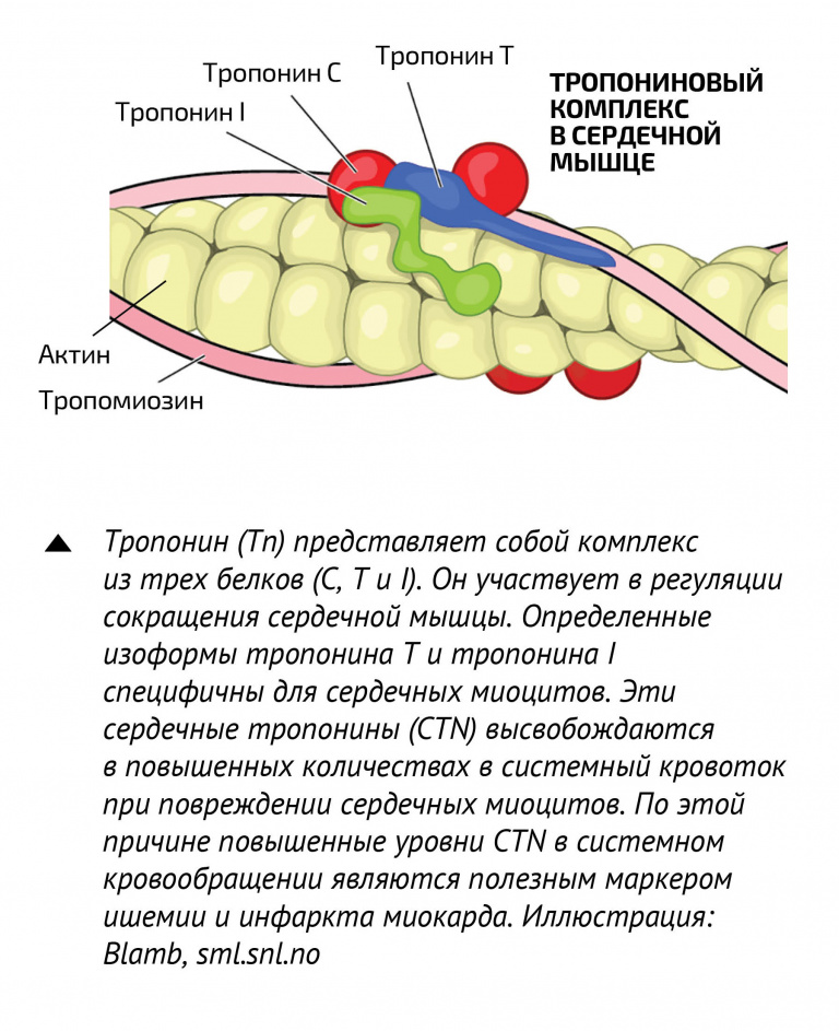 Схема строения белкового комплекса тропонина