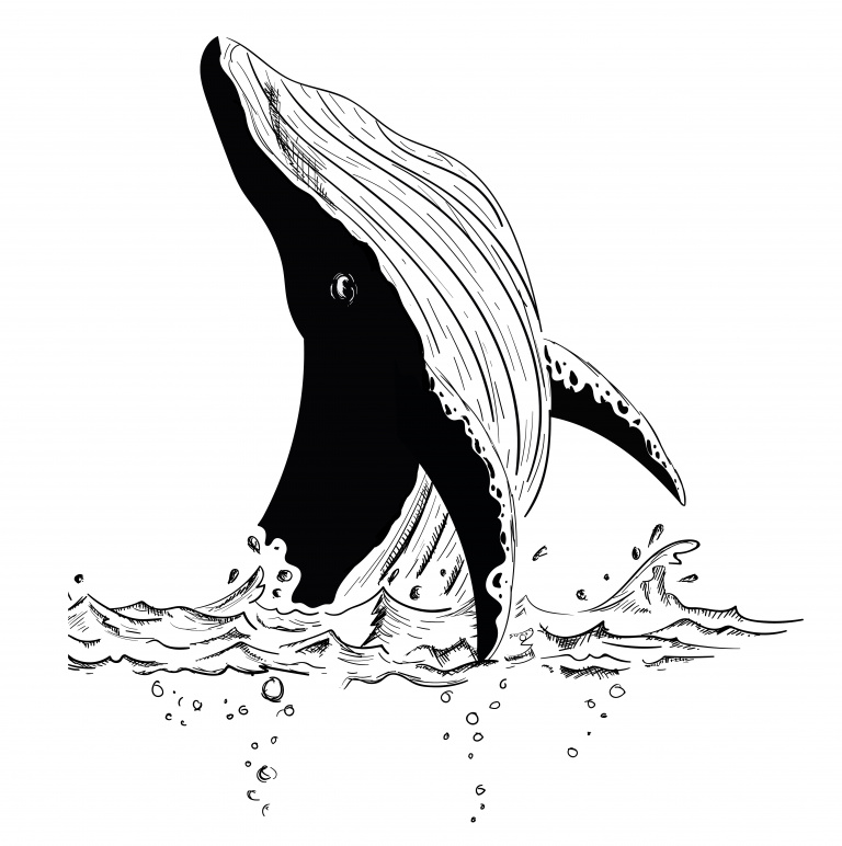 кит над водой
