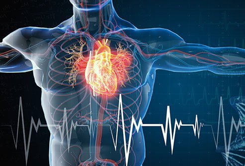 Митохондриальный белок станет новой целью лечения сердечной недостаточности