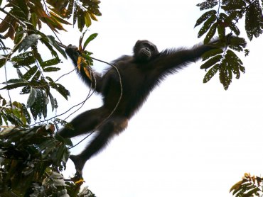 Человекообразные обезьяны могут лишиться ареала обитания в ближайшие 30 лет