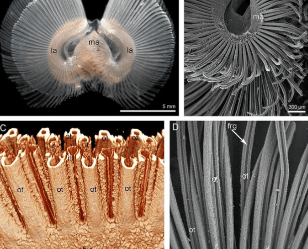 По щупальцевому аппарату брахиопод можно восстановить строение нашего предка