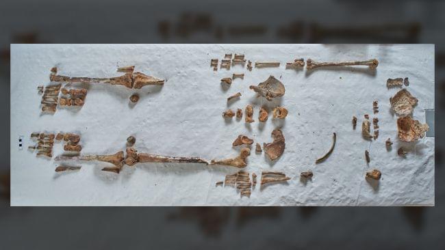 Найденные в церкви кости принадлежат святой Энсвиде