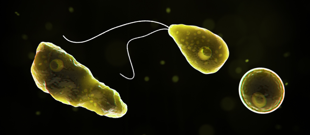 Naegleria fowleri: правда ли амёба может убить и как избежать заражения?
