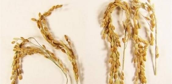 ГМО-рис борется с глобальным потеплением