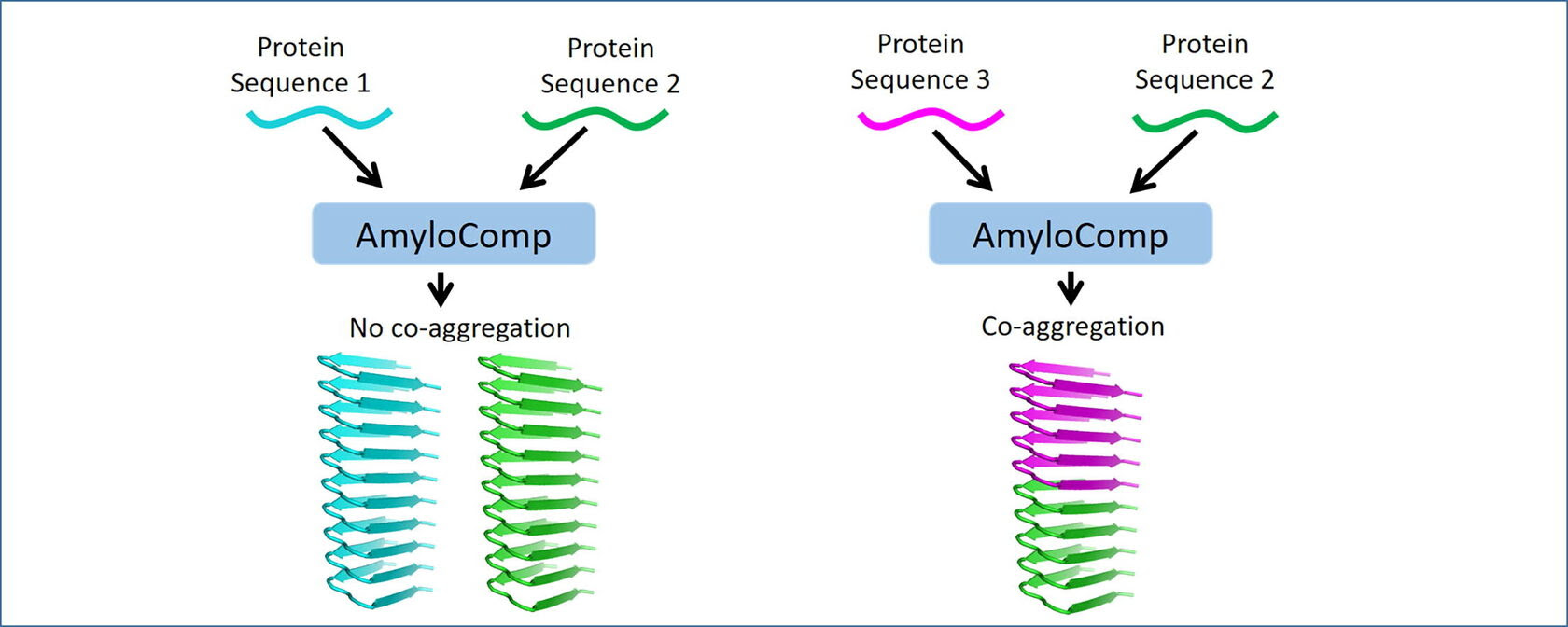 Генетики СПбГУ создали первую в мире программу по поиску амилоидов, включающих разные белки