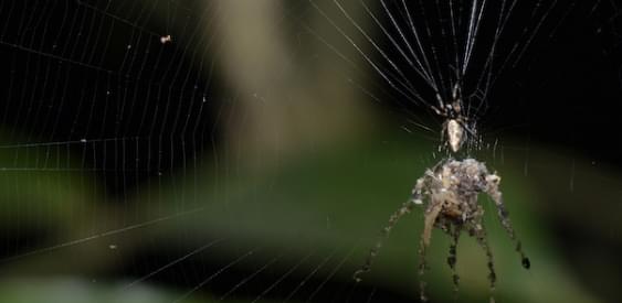 Паук Cyclosa