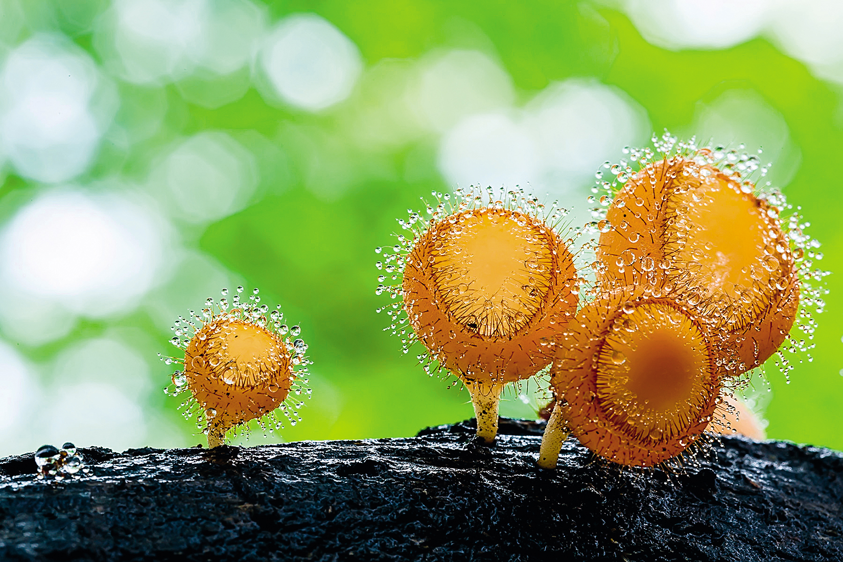 Волосатые грибы