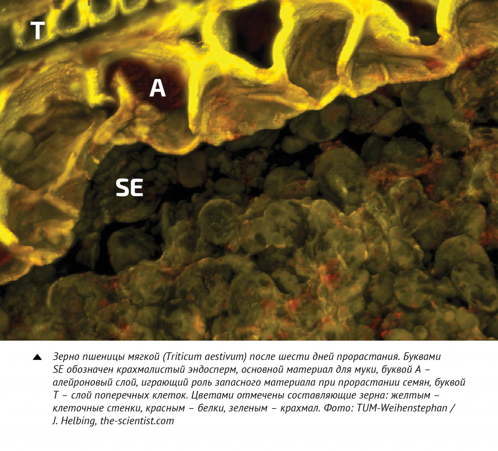 Зерно пшеницы мягкой (Triticum aestivum) после 6 дней прорастания