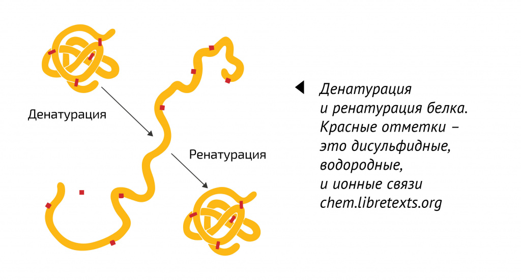 Денатурация и ренатурация белка