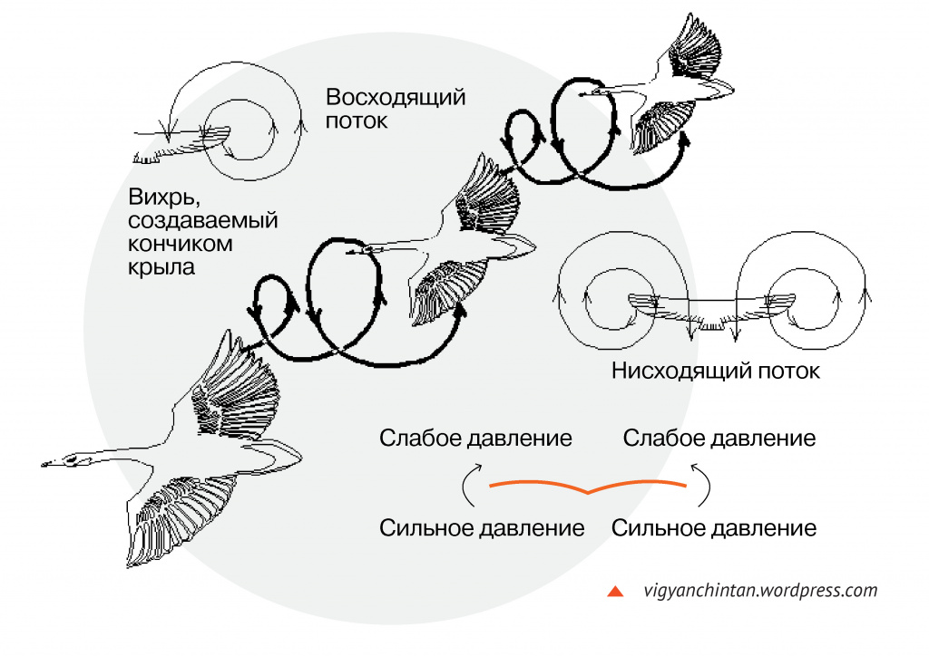 Схема вихревых потоков в гусиной стае