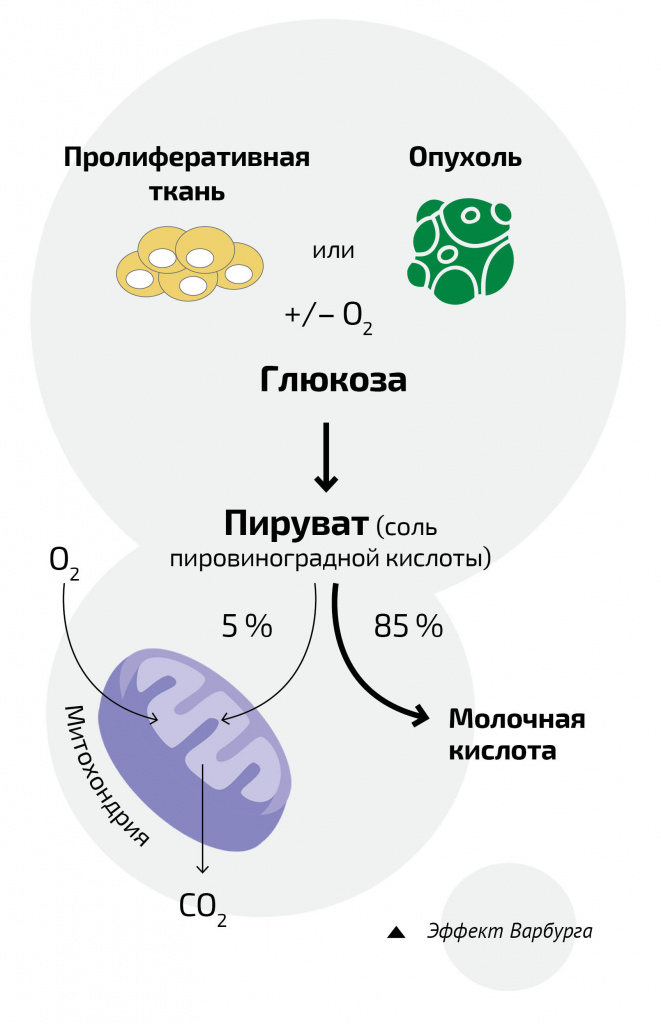 Эффект Варбурга