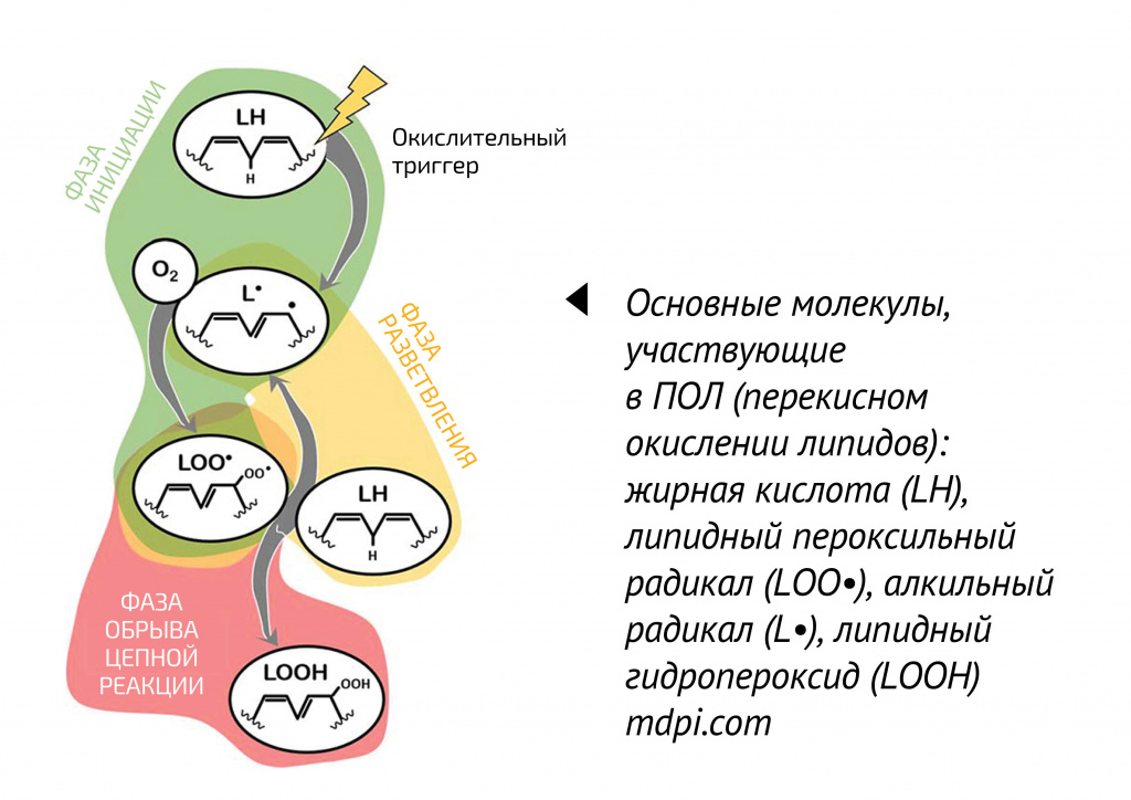 Перекисное окисление липидов: жирная кислота LH, липидный пероксильный радикал LOO, алкильный радикал L