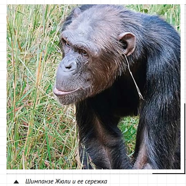 шимпанзе.jpg шимпанзе.jpg