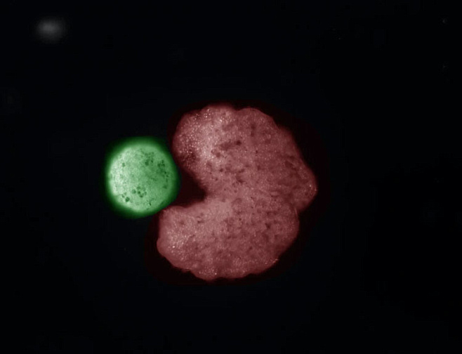 Созданы первые в мире ксеноботы, способные размножаться
