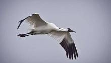 Ученые анализируют формы крыльев птиц, чтобы выяснить, как они адаптировались к полетам на длинные дистанции