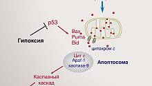 Раковые клетки спасаются от смерти с помощью недостатка кислорода