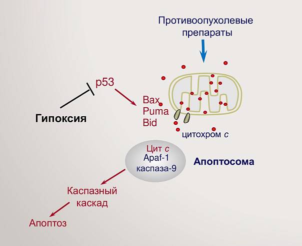 Раковые клетки спасаются от смерти с помощью недостатка кислорода