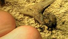 В пещере Кентукки обнаружена челюсть древней акулы