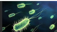 Японцы обнаружили ещё несколько видов бактерий-экстремалов в очень еножиданном месте