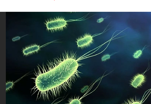 Японцы обнаружили ещё несколько видов бактерий-экстремалов в очень еножиданном месте