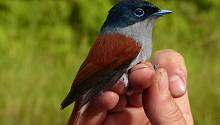 Обнаружены взаимосвязи, определяющие разнообразие птиц на островах