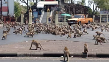 Из-за коронавируса на улицах Таиланда дерутся голодные обезьяны