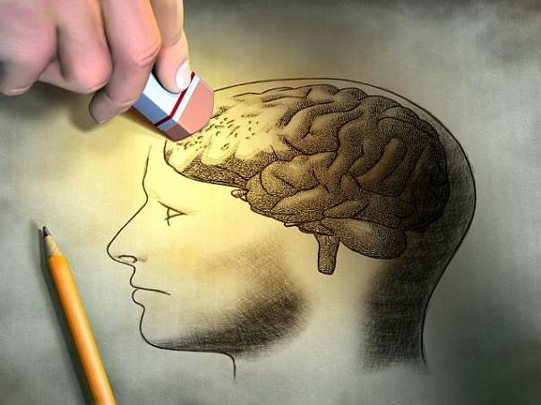 Cerebrum 