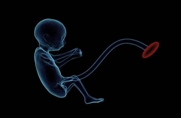 Гены в плаценте предсказывают размер мозга и риск развития шизофрении у ребенка 