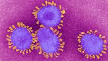 Приход тепла может замедлить распространение коронавируса