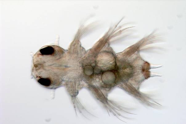 Ученые СПбГУ обнаружили уникальный механизм сегментации у кольчатых червей