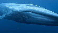 Первое в истории измерение сердечного ритма синего кита ошеломило ученых
