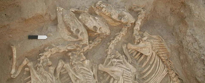 Ученые выяснили, какие гибриды домашних животных были выведены в Месопотамии 