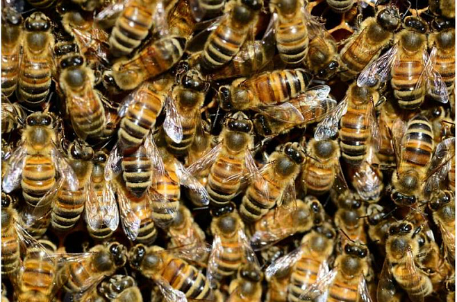 Компонент яда пчёл может помочь доставлять лекарства в мозг