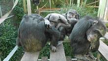 Шимпанзе объединяются, чтобы дать отпор общему противнику