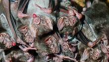 Больные самки летучих мышей продолжают заботится о потомстве