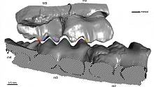 Реконструированы челюсти одних из первых млекопитающих