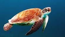 Морские черепахи принимают запах пластика за запах пищи. И погибают.  