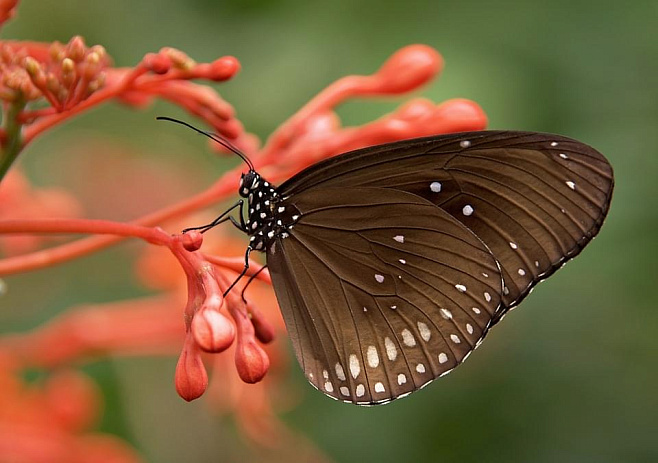 Бабочки передают приобретенные вкусовые предпочтения своим потомкам
