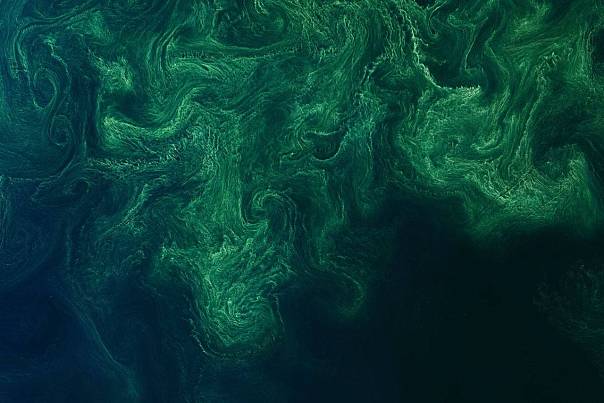 Разработан новый метод оценки концентрации хлорофилла в морской воде