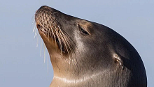 Усы морских львов, как наши кончики пальцев, важны для осязания 