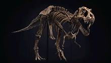 «Кристис» дает возможность купить скелет Тираннозавра рекса 