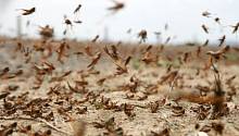 Одна молекула может мотивировать саранчу собираться в огромные стаи 