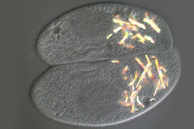 Инфузории Paramecium спариваются не ради потомства, а для повышения генетического разнообразия