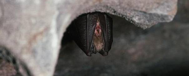 У летучих мышей нашли еще один вирус, тесно связанный с SARS-CoV-2 
