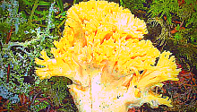 В Ленобласти найден гриб-коралл