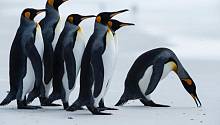 Огромный айсберг угрожает колонии пингвинов на затерянном в океане острове