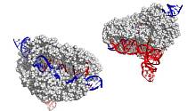 Ученые нашли новый и меньший CRISPR-редактор гена: CasX
