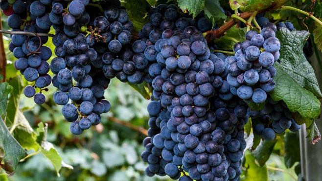 Более половины сортов винограда находятся на грани исчезновения из-за климата